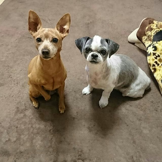 erikoさんの実例写真