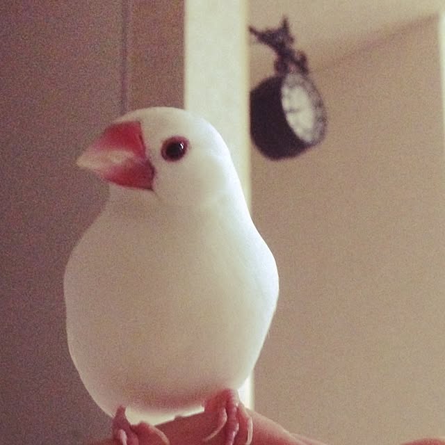 achuminさんの実例写真