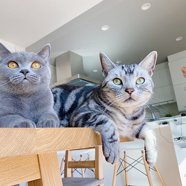 maya____homeさんの実例写真