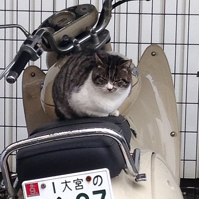 ikettenさんの実例写真