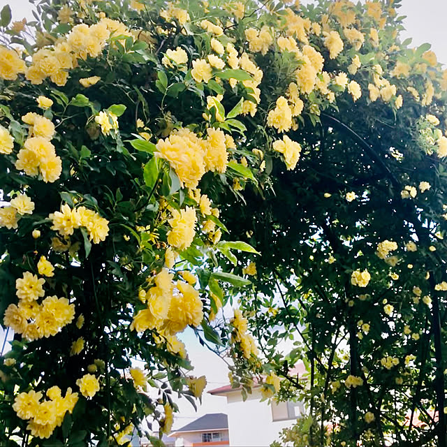 CoCo0617さんの実例写真