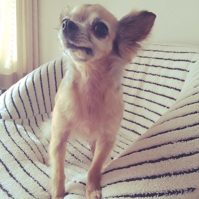 taramamaさんの実例写真