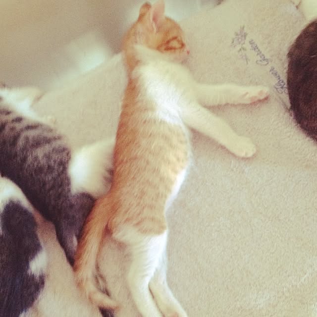 makiさんの実例写真