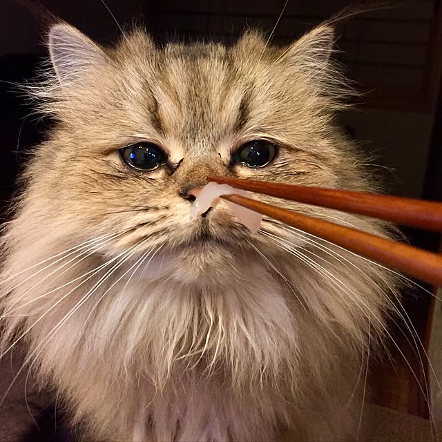 butachanさんの実例写真
