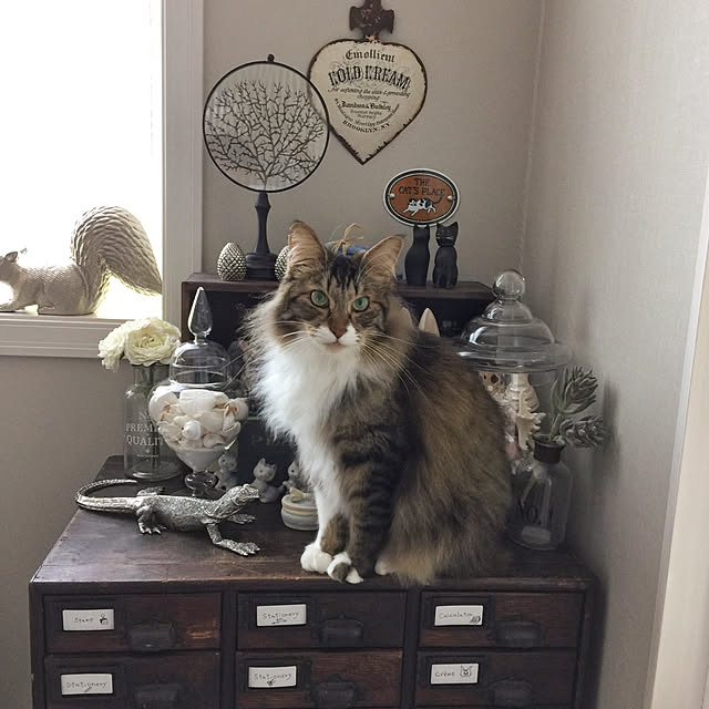 yuchiさんの実例写真