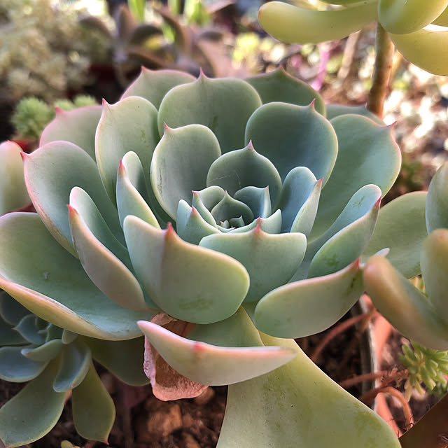 多肉植物/部屋全体のインテリア実例 - 2019-11-27 11:50:49