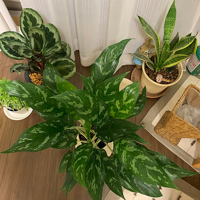 Aqettyさんの部屋