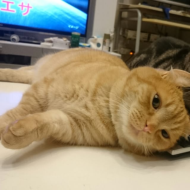tomoさんの実例写真
