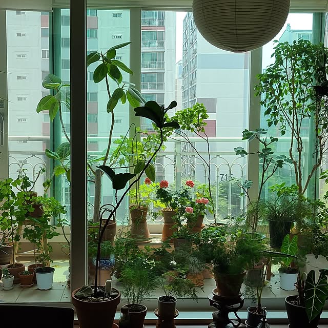 実例写真