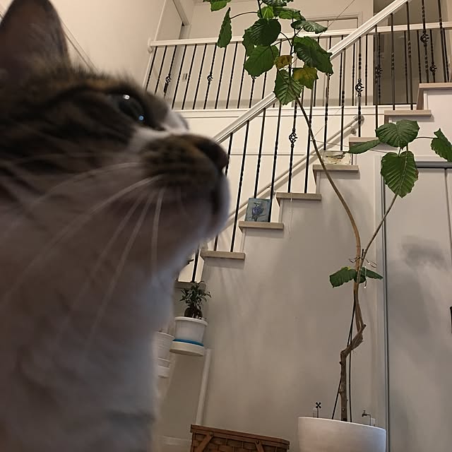 pecopecoさんの実例写真