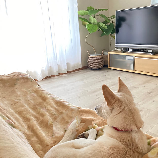 ruruさんの実例写真