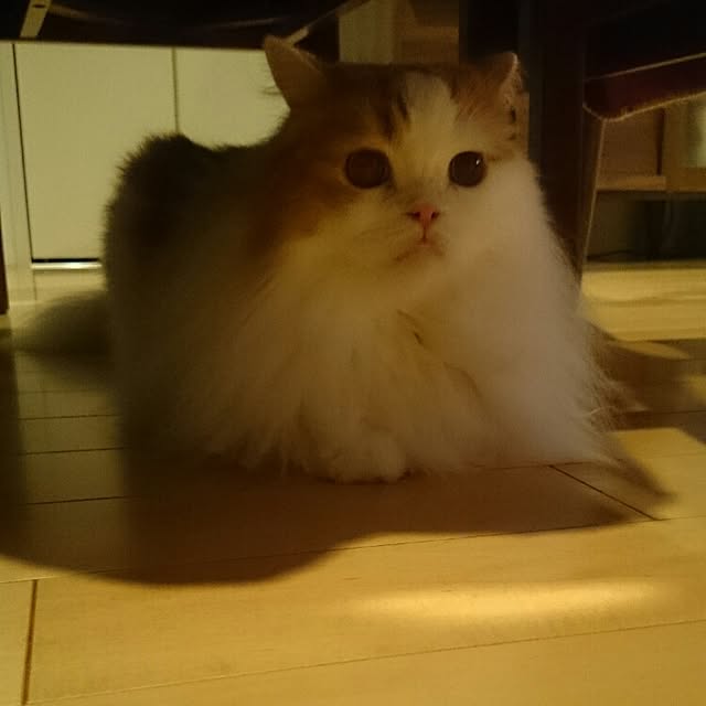 1ldksさんの実例写真