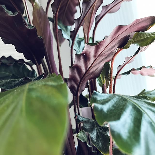 riakanaさんの実例写真