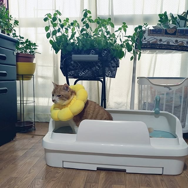 NOAHさんの実例写真