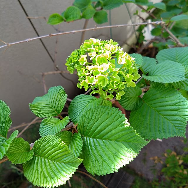 kakkaさんの部屋