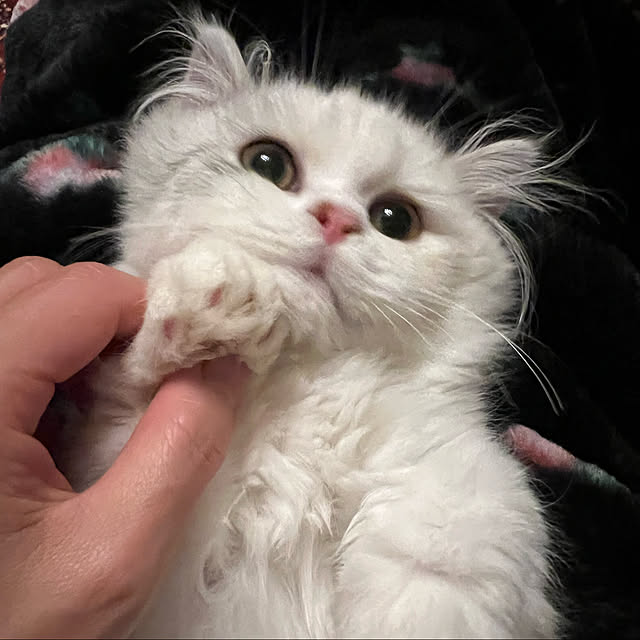 AYUKOさんの実例写真
