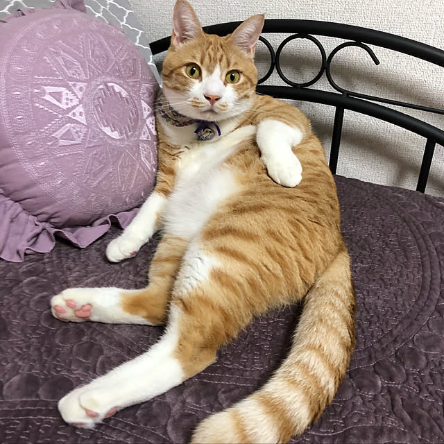 mitoraさんの実例写真