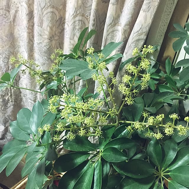 nayuta66さんの実例写真