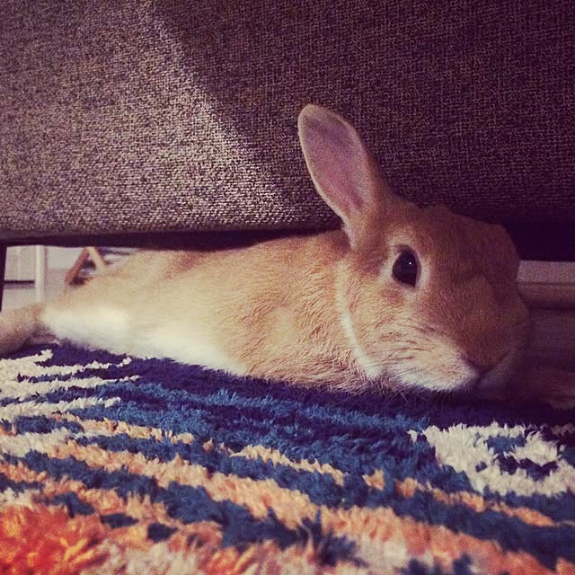 Sakikoさんの実例写真