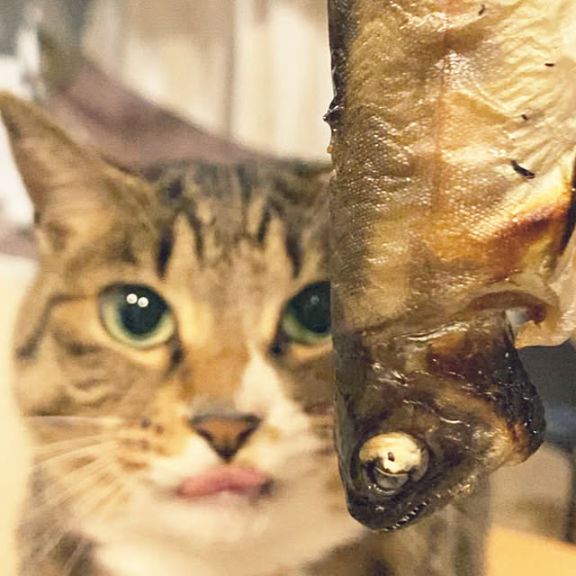 suemonta14さんの実例写真