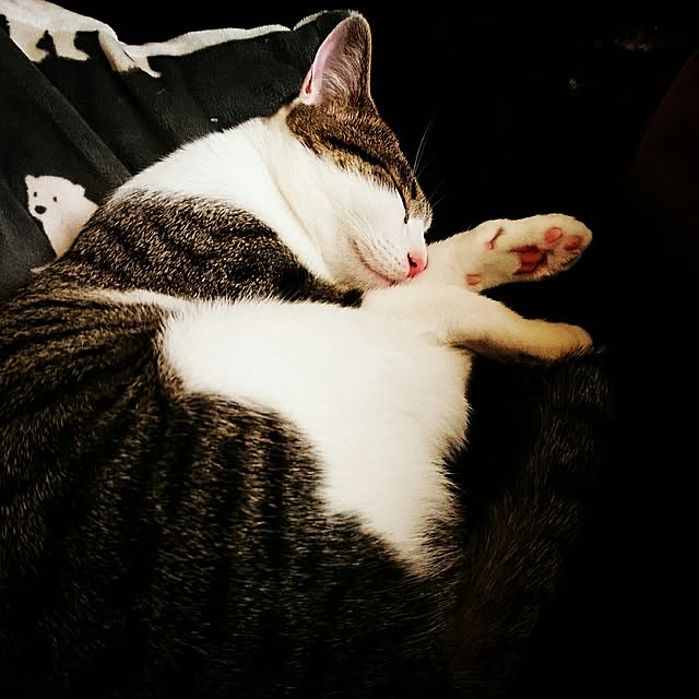 kiraさんの実例写真