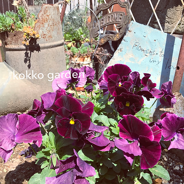 kokko3さんの実例写真