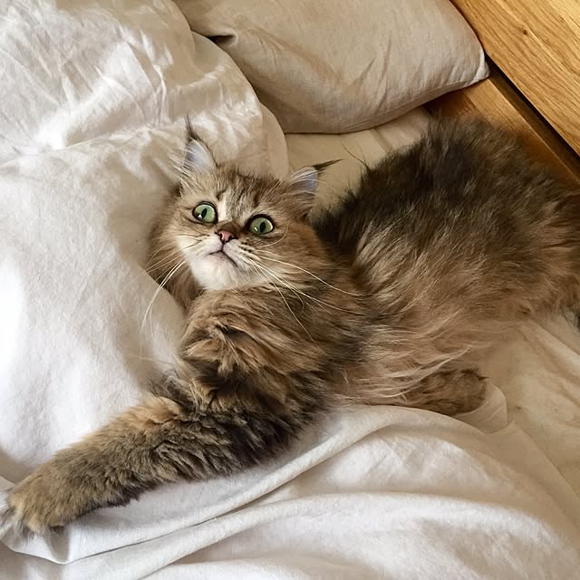 butachanさんの実例写真