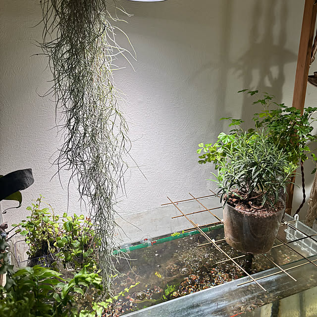 greycatsさんの実例写真