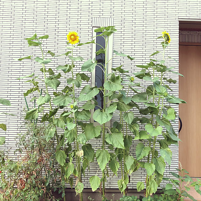 実例写真