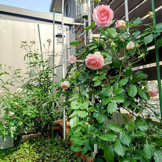 ponchanさんの実例写真