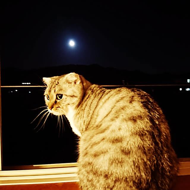 リビング/猫と暮らす。/ねこのいる日常/ねこのいる風景/ねこが好きのインテリア実例 - 2020-10-01 23:31:45