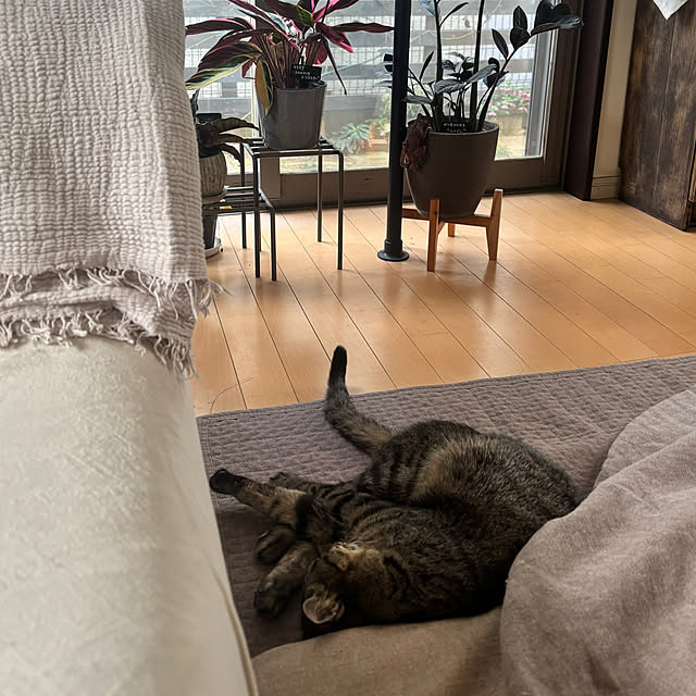 greycatsさんの実例写真