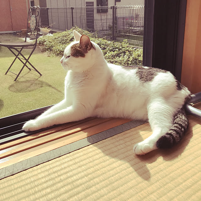 coedodecoさんの実例写真