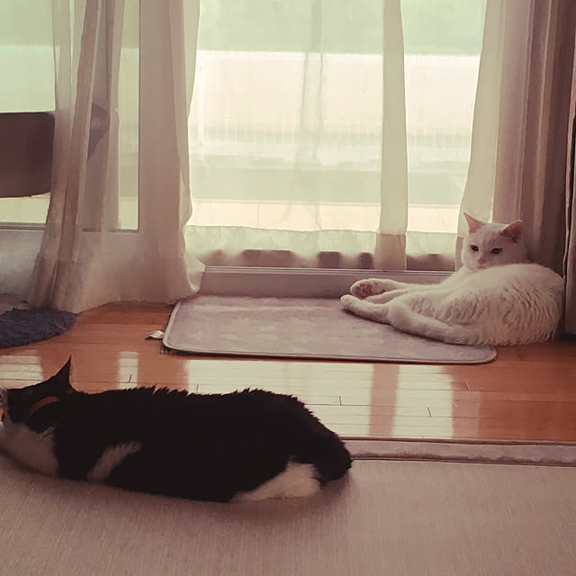 tommamaさんの実例写真