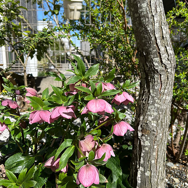 hatsugaさんの部屋