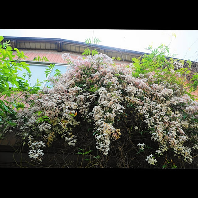 aromameさんの実例写真