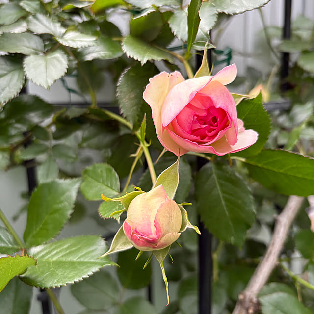 nannoさんの部屋