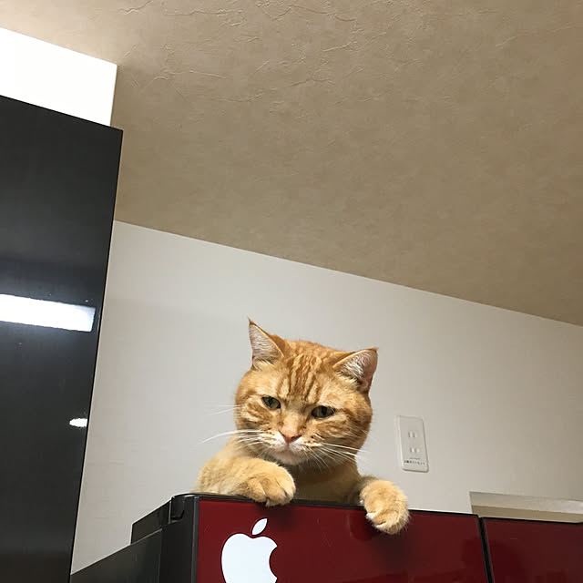 nekoさんの実例写真