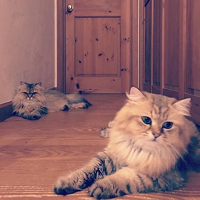 teddyさんの実例写真