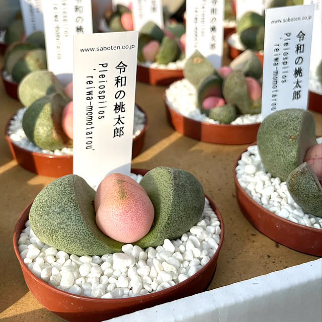 adamoさんの実例写真