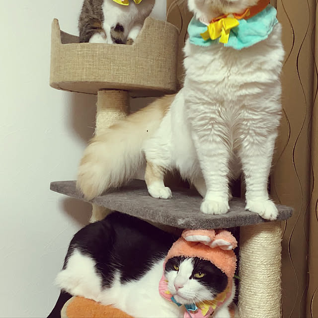 ribbonさんの実例写真