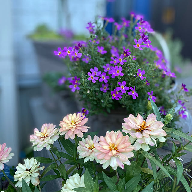 玄関/入り口/紫の花/ジニア/フォローありがとうございます❁﻿/海外のお庭に憧れる...などのインテリア実例 - 2022-08-11 19:25:10