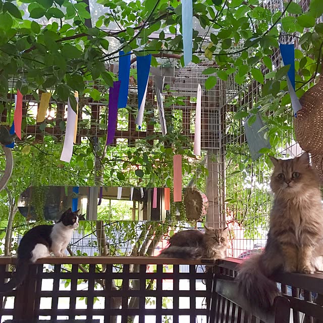 butachanさんの実例写真
