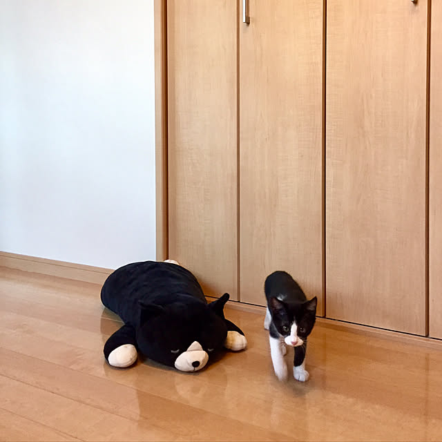 butachanさんの実例写真