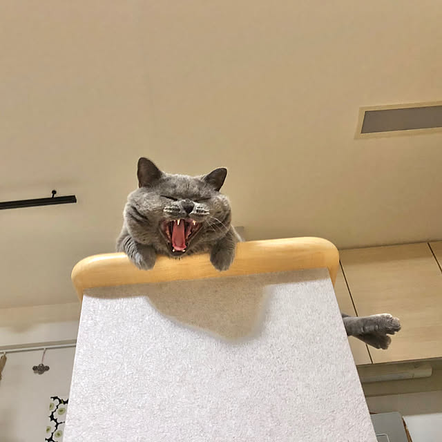 GUMIMINさんの実例写真