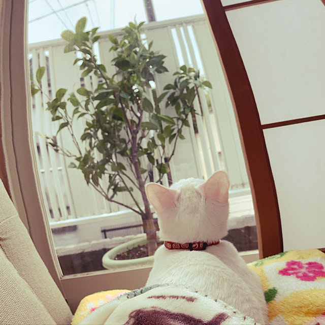 moyuhiさんの実例写真