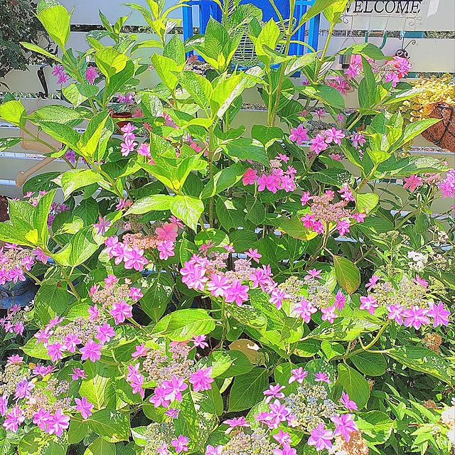 Miyumamaさんの実例写真