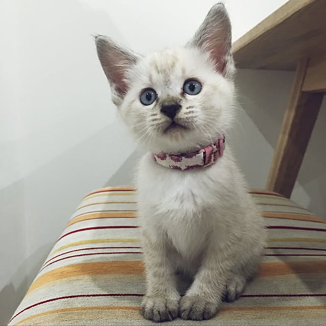 belltanさんの実例写真