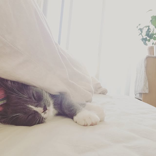 mangomilkさんの実例写真