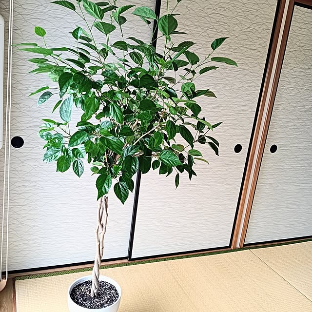 hanachanさんの部屋